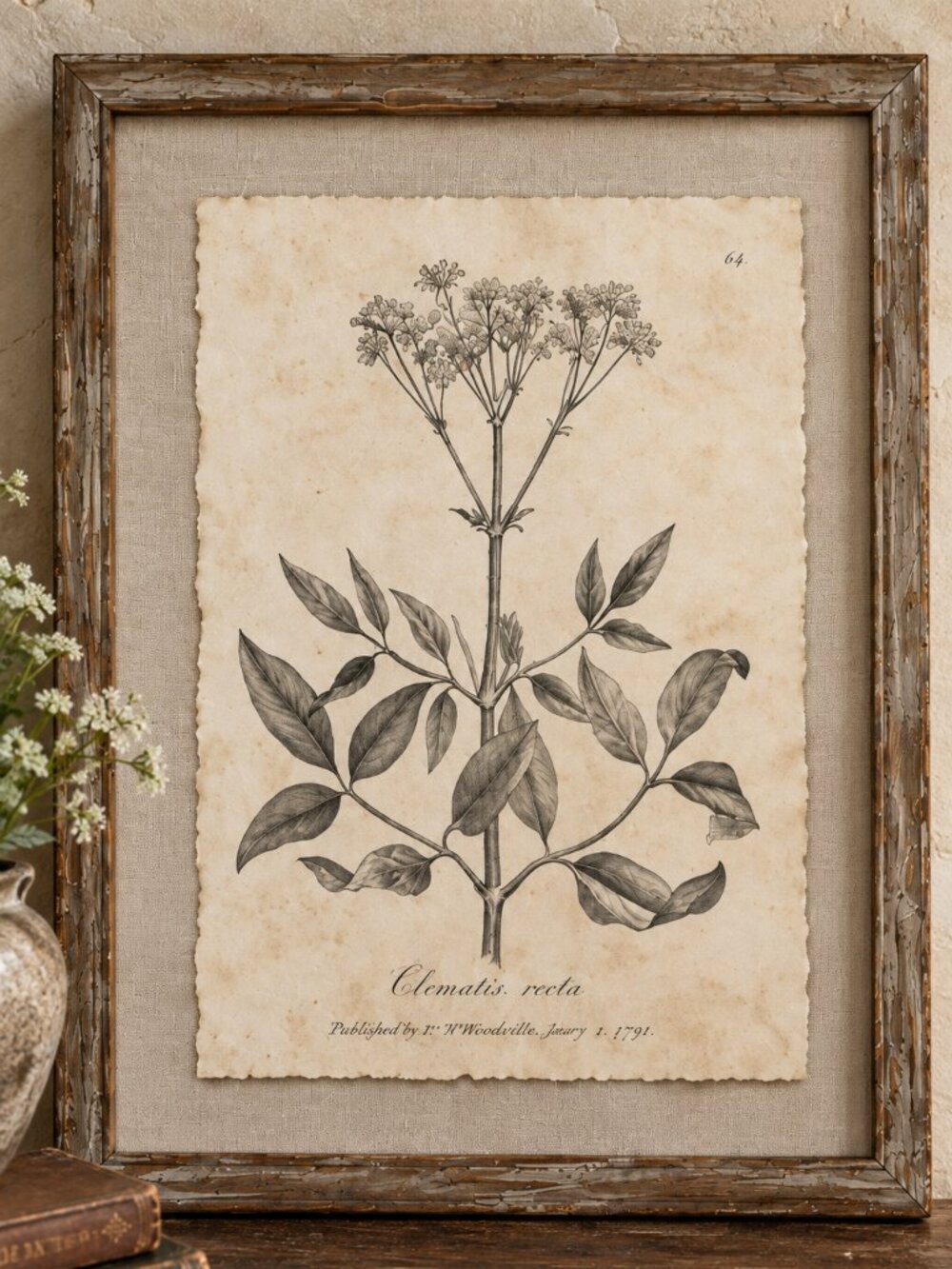 Vintage Framed Clematis Recta Botanical Sepia Print Medical Botany Art